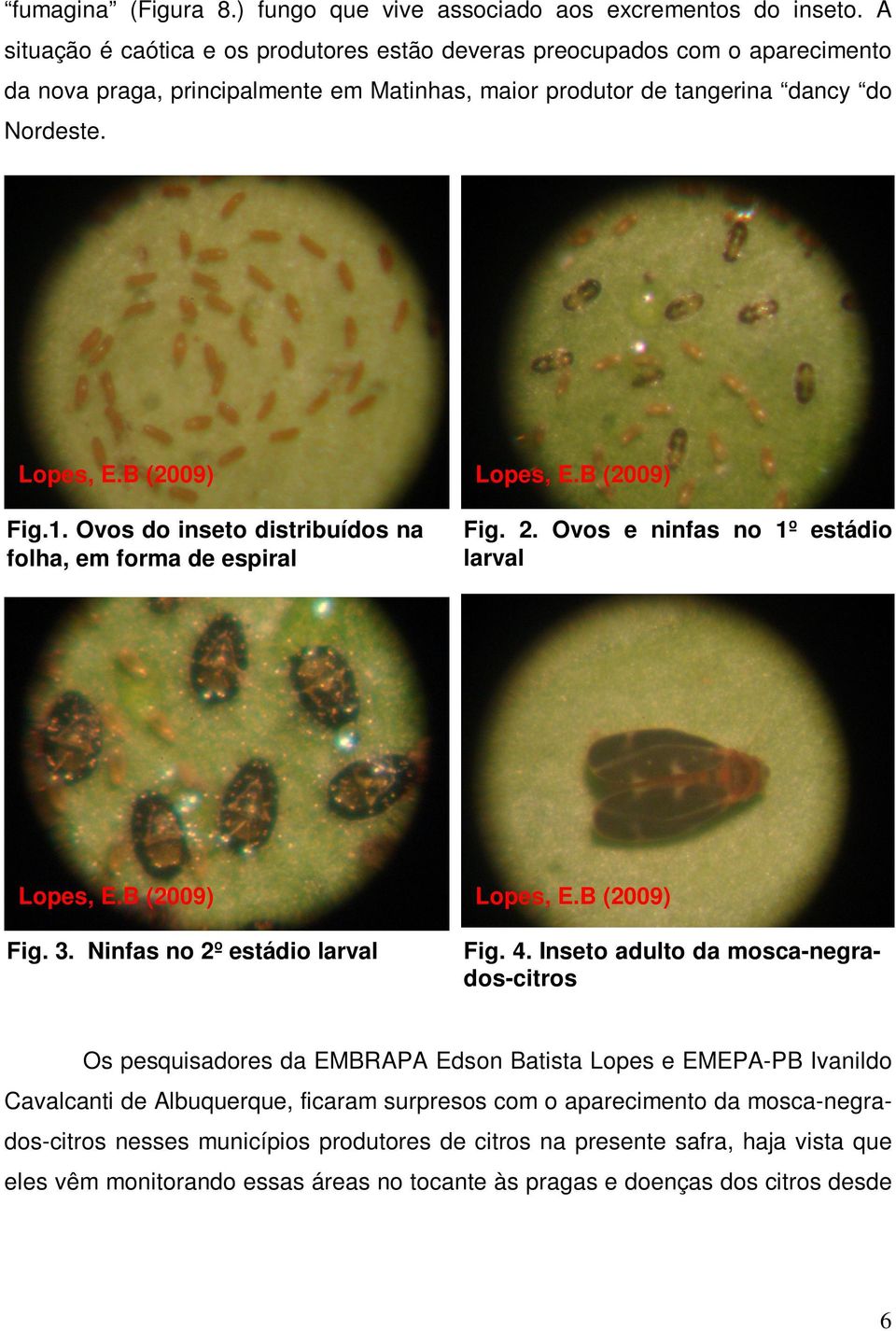 B (2009) Fig.1. Ovos do inseto distribuídos na folha, em forma de espiral Fig. 2. Ovos e ninfas no 1º estádio larval Lopes, E.B (2009) Lopes, E.B (2009) Fig. 3. Ninfas no 2º estádio larval Fig. 4.