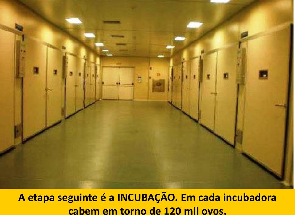 Em cada incubadora