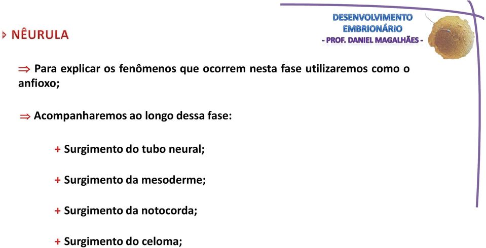 dessa fase: Surgimento do tubo neural; Surgimento da