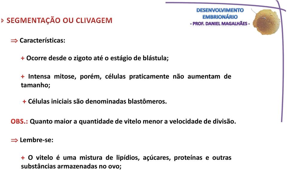 blastômeros. Quanto maior a quantidade de vitelo menor a velocidade de divisão.