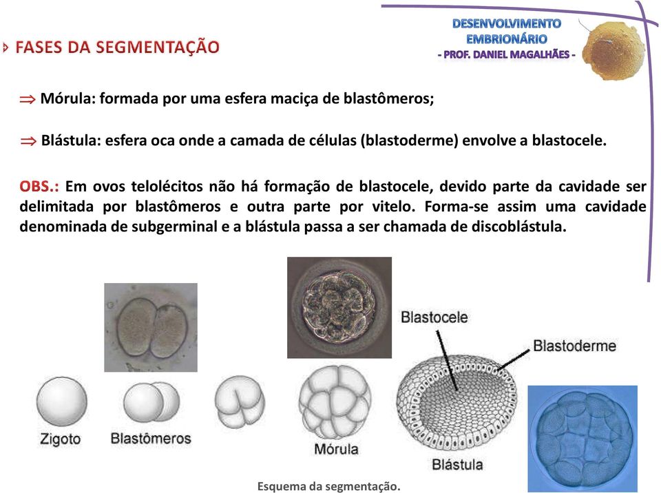 Em ovos telolécitos não há formação de blastocele, devido parte da cavidade ser delimitada por