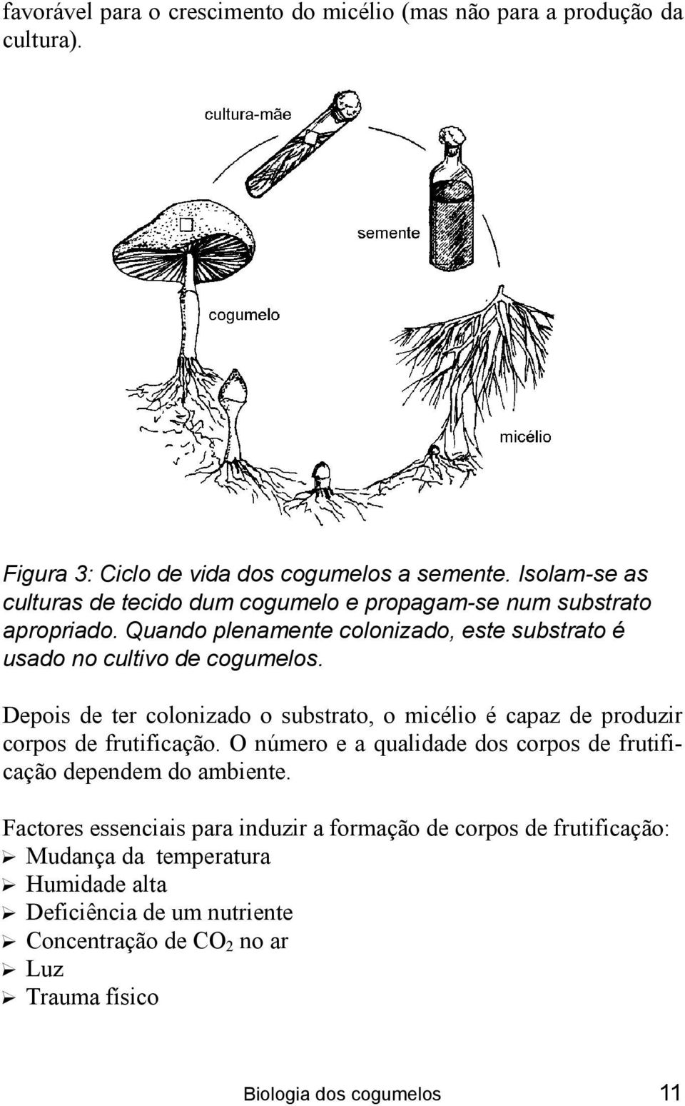 Depois de ter colonizado o substrato, o micélio é capaz de produzir corpos de frutificação. O número e a qualidade dos corpos de frutificação dependem do ambiente.