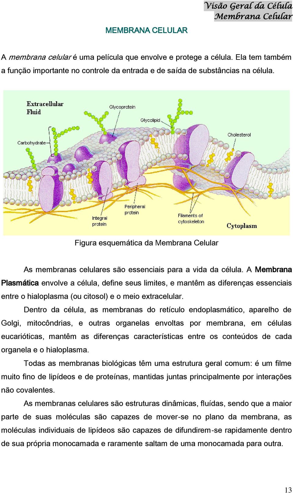 A Membrana Plasmática envolve a célula, define seus limites, e mantêm as diferenças essenciais entre o hialoplasma (ou citosol) e o meio extracelular.