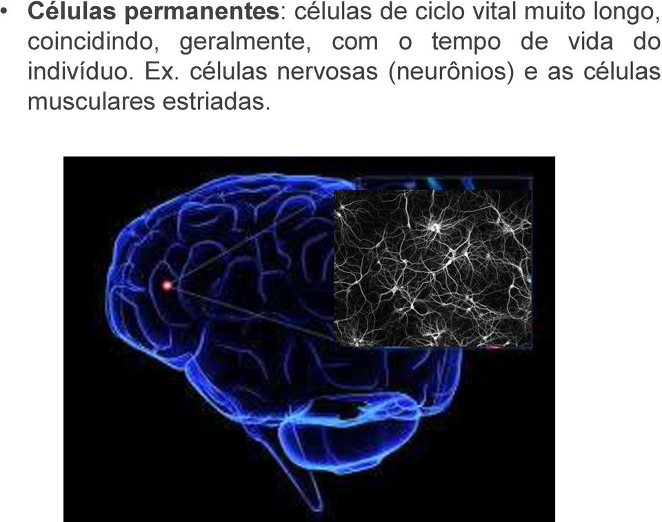 tempo de vida do indivíduo. Ex.