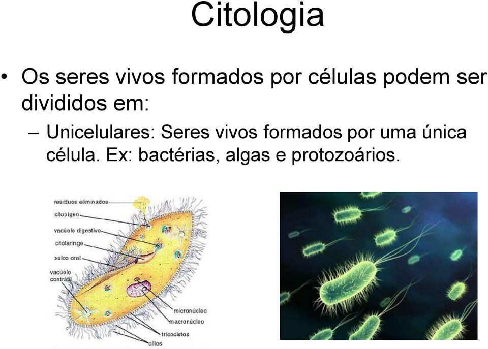 Unicelulares: Seres vivos formados por