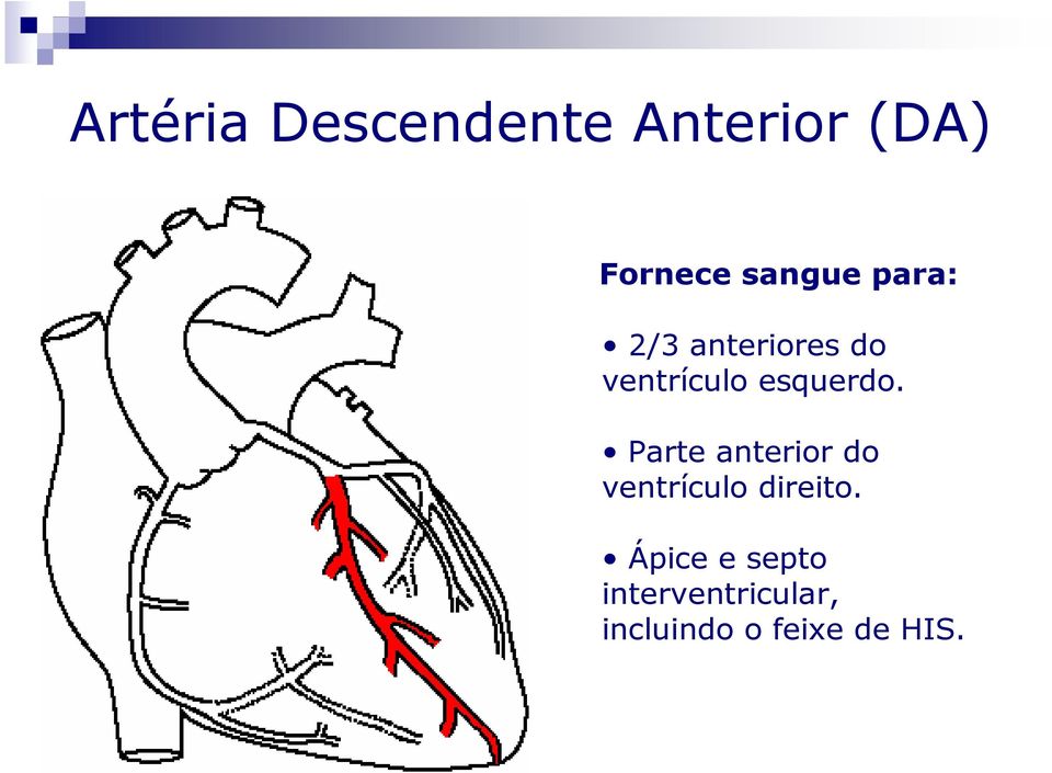 esquerdo. Parte anterior do ventrículo direito.