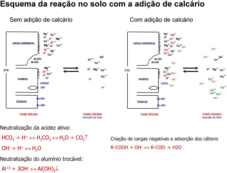 ÓXIDOS Na+ Ca++ Ca++ Mg++ Ca++ ++ ++ Ca Ca Ca++ K+ Ca++ CTC -COOH OH Ca++ K+ Mg++ Ca++ Ca++ Ca++ Mg++ Ca++ Ca++ Ca++ Ca++ Ca++ Ca++ ÓXIDOS Al--OH FASE SÓLIDA Al--OH FASE LÍQUIDA Solução do Solo FASE