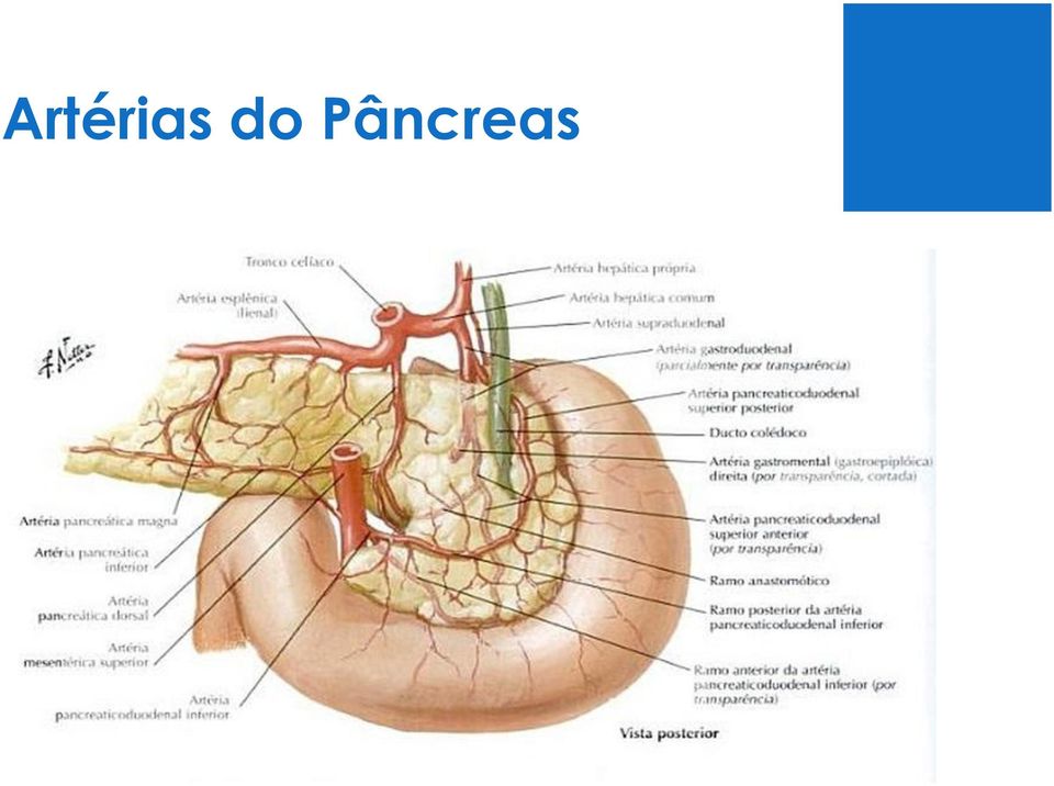 Pâncreas