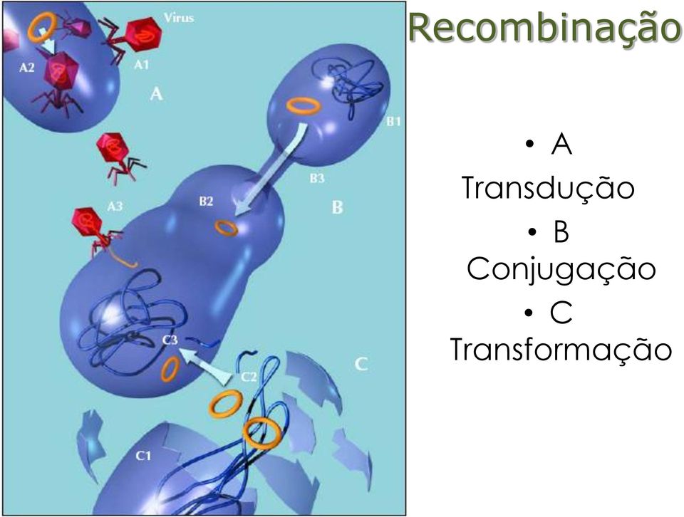 B Conjugação