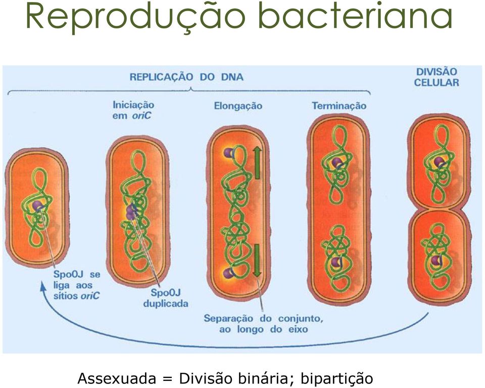 Assexuada =