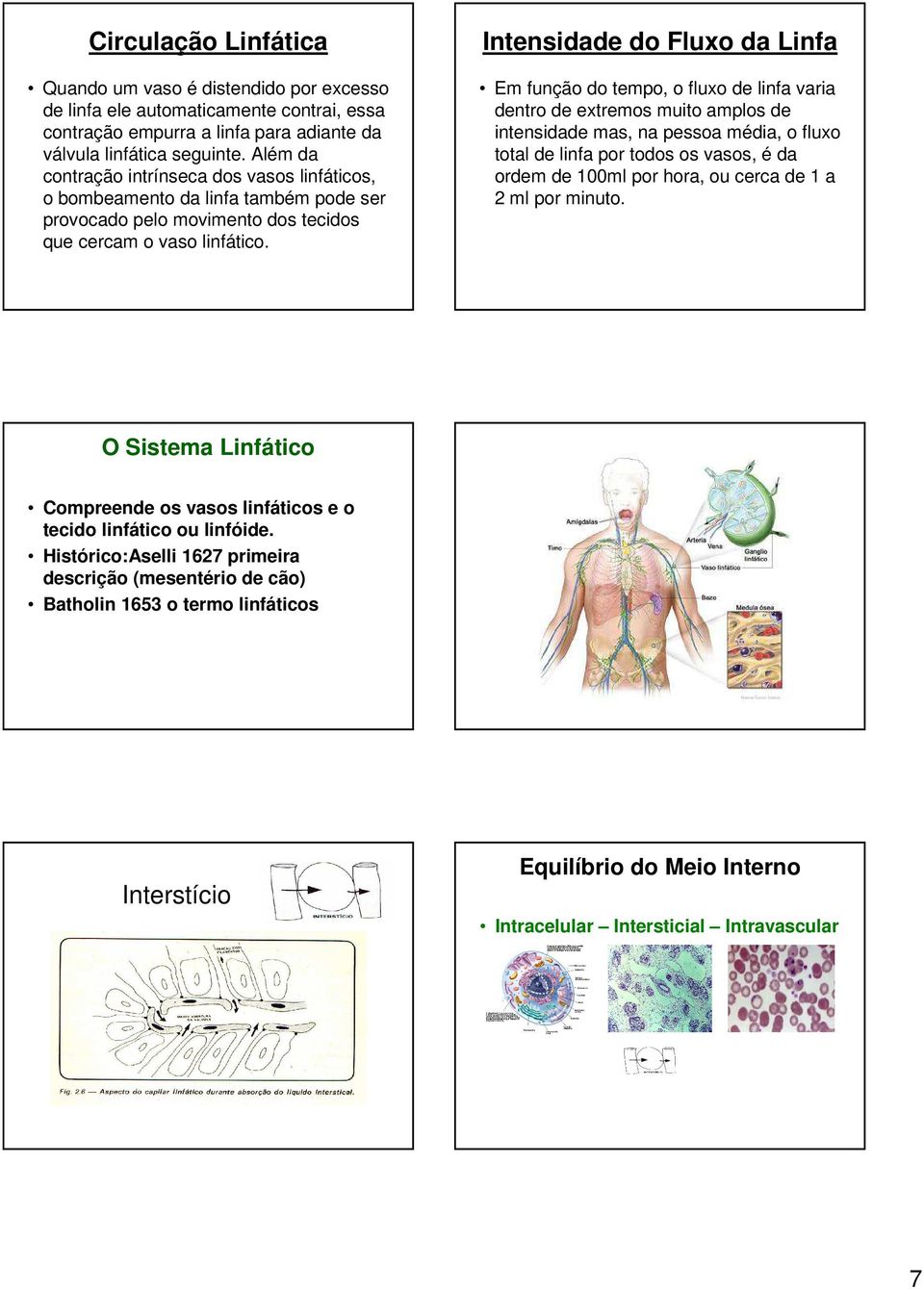 Intensidade do Fluxo da Linfa Em função do tempo, o fluxo de linfa varia dentro de extremos muito amplos de intensidade mas, na pessoa média, o fluxo total de linfa por todos os vasos, é da ordem de