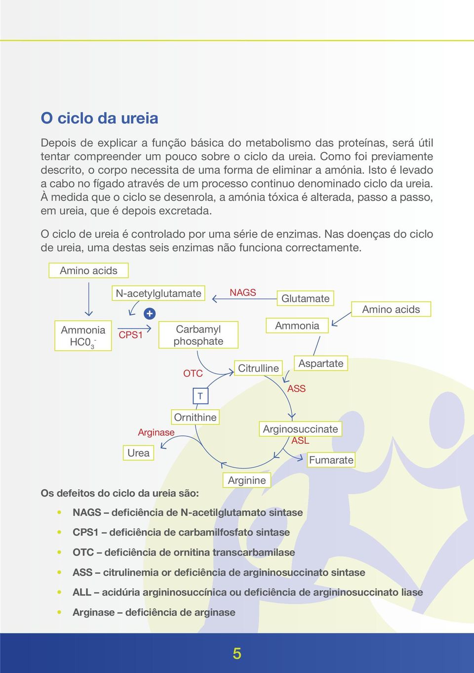 À medida que o ciclo se desenrola, a amónia tóxica é alterada, passo a passo, em ureia, que é depois excretada. O ciclo de ureia é controlado por uma série de enzimas.