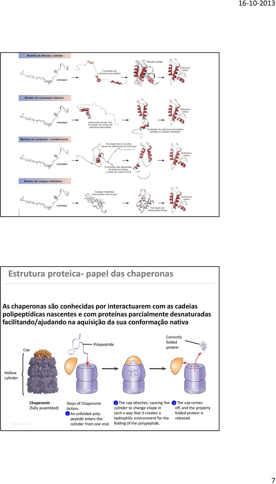 23 Chaperonin (fully assembled) Steps of Chaperonin Action: 1 An unfolded polypeptide enters the cylinder from one end.