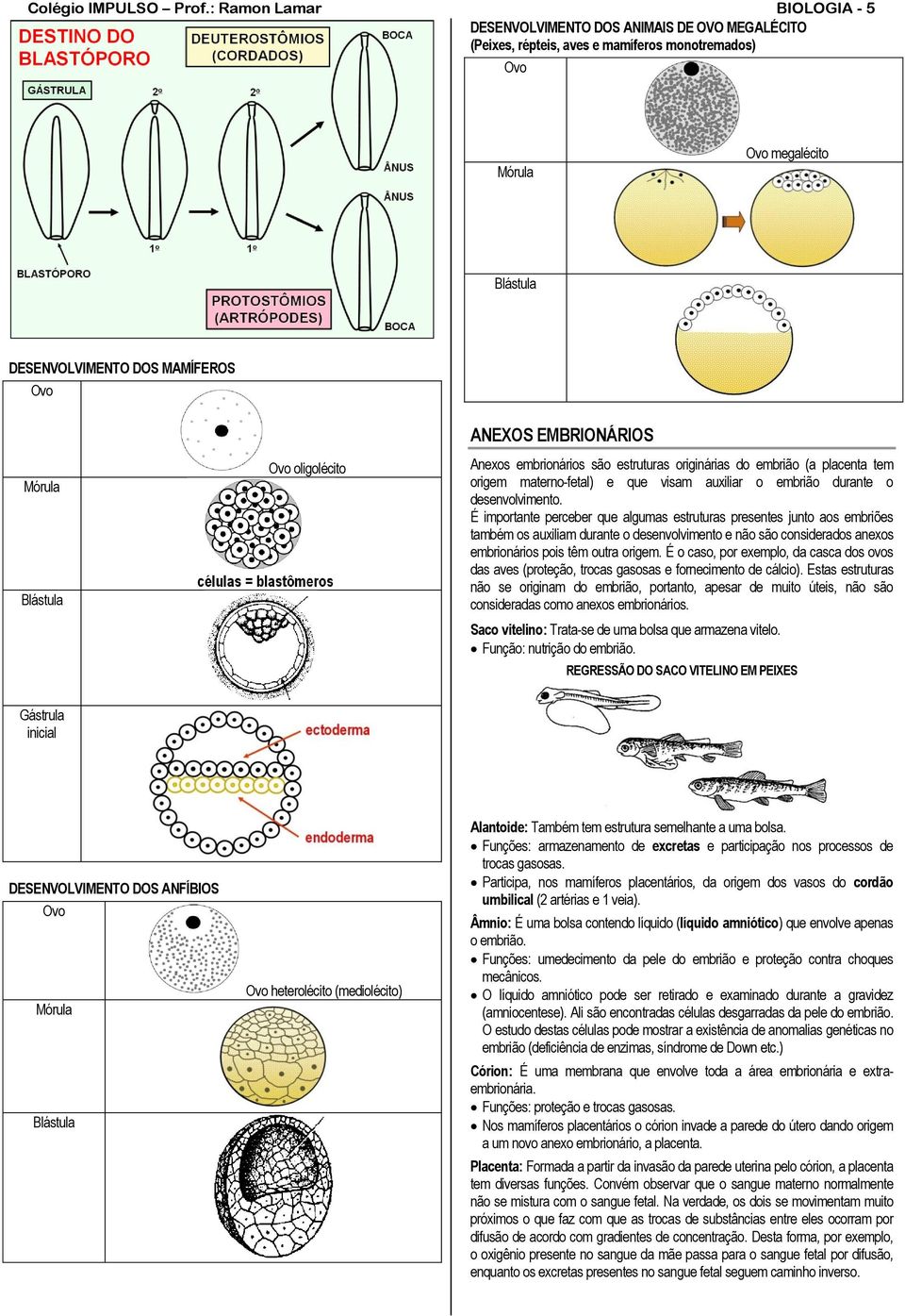 Blástula Ovo oligolécito ANEXOS EMBRIONÁRIOS Anexos embrionários são estruturas originárias do embrião (a placenta tem origem materno-fetal) e que visam auxiliar o embrião durante o desenvolvimento.