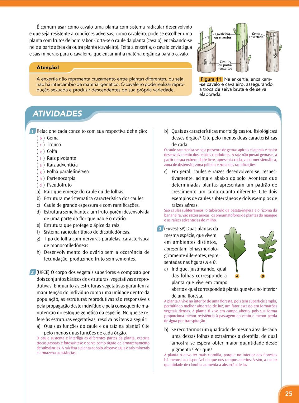 Feita a enxertia, o cavalo envia água e sais minerais para o cavaleiro, que encaminha matéria orgânica para o cavalo. Atenção!