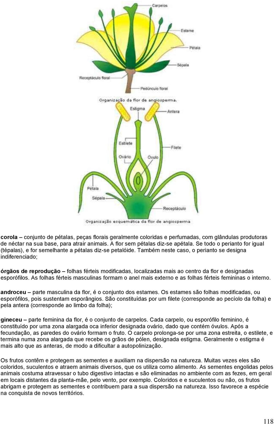 Também neste caso, o perianto se designa indiferenciado; órgãos de reprodução folhas férteis modificadas, localizadas mais ao centro da flor e designadas esporófilos.