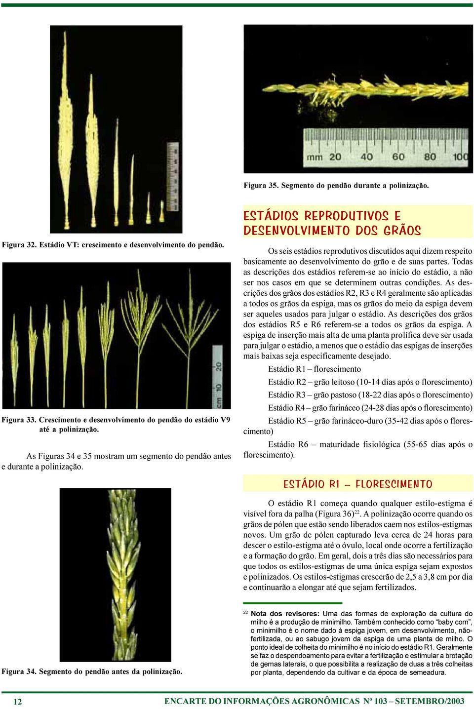 ESTÁDIOS REPRODUTIVOS E DESENVOLVIMENTO DOS GRÃOS Os seis estádios reprodutivos discutidos aqui dizem respeito basicamente ao desenvolvimento do grão e de suas partes.