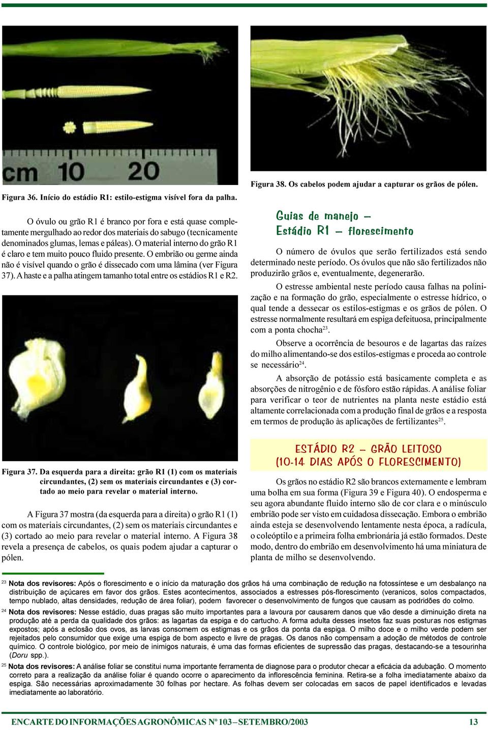 O material interno do grão R1 é claro e tem muito pouco fluido presente. O embrião ou germe ainda não é visível quando o grão é dissecado com uma lâmina (ver Figura 37).