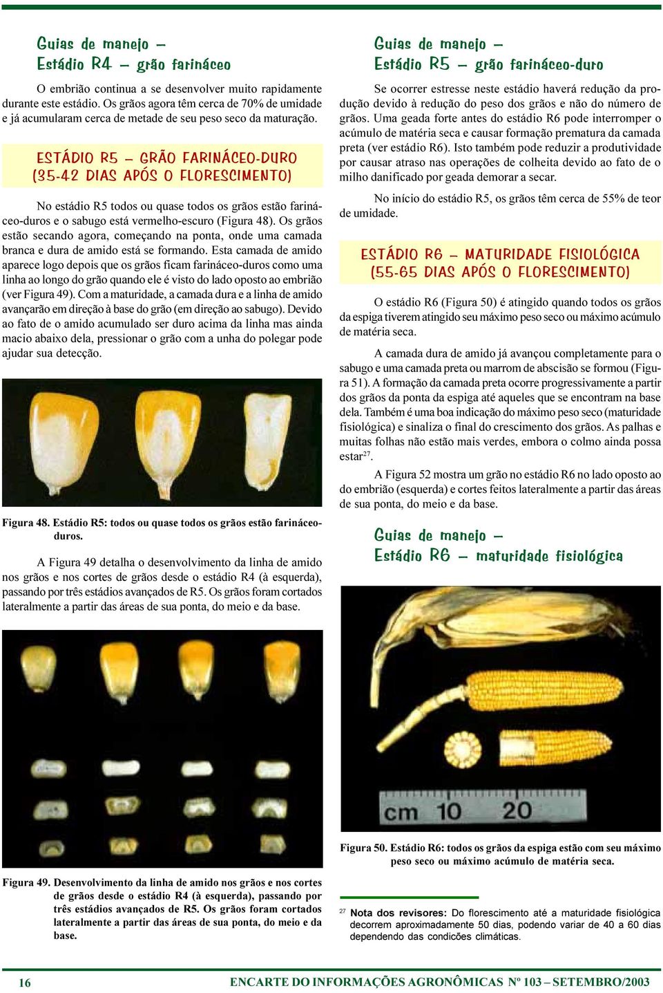 ESTÁDIO R5 GRÃO FARINÁCEO-DURO (35-42 DIAS APÓS O FLORESCIMENTO) No estádio R5 todos ou quase todos os grãos estão farináceo-duros e o sabugo está vermelho-escuro (Figura 48).