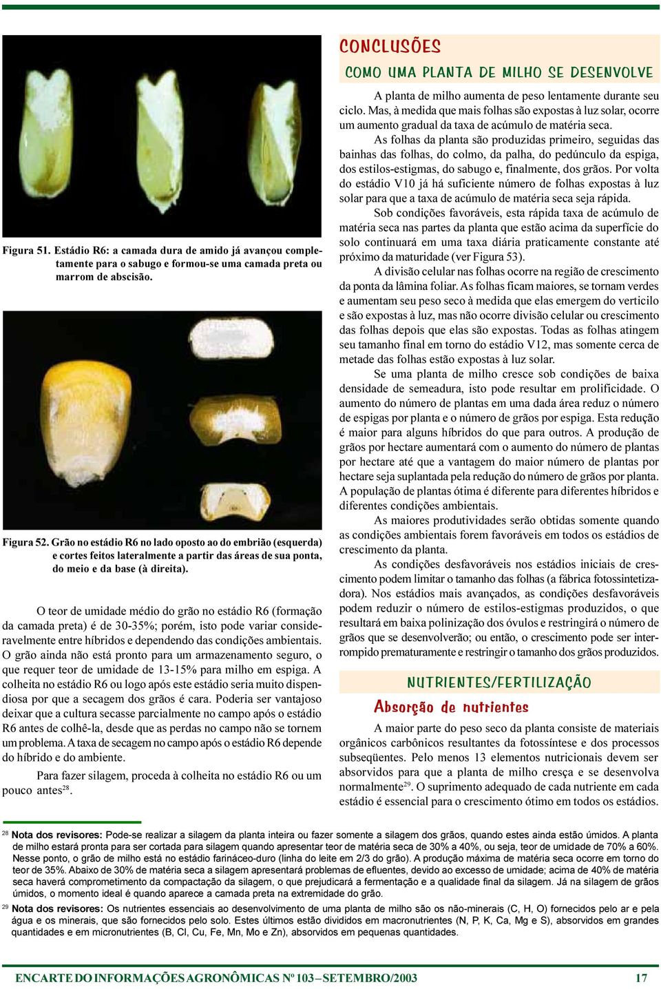 O teor de umidade médio do grão no estádio R6 (formação da camada preta) é de 30-35%; porém, isto pode variar consideravelmente entre híbridos e dependendo das condições ambientais.