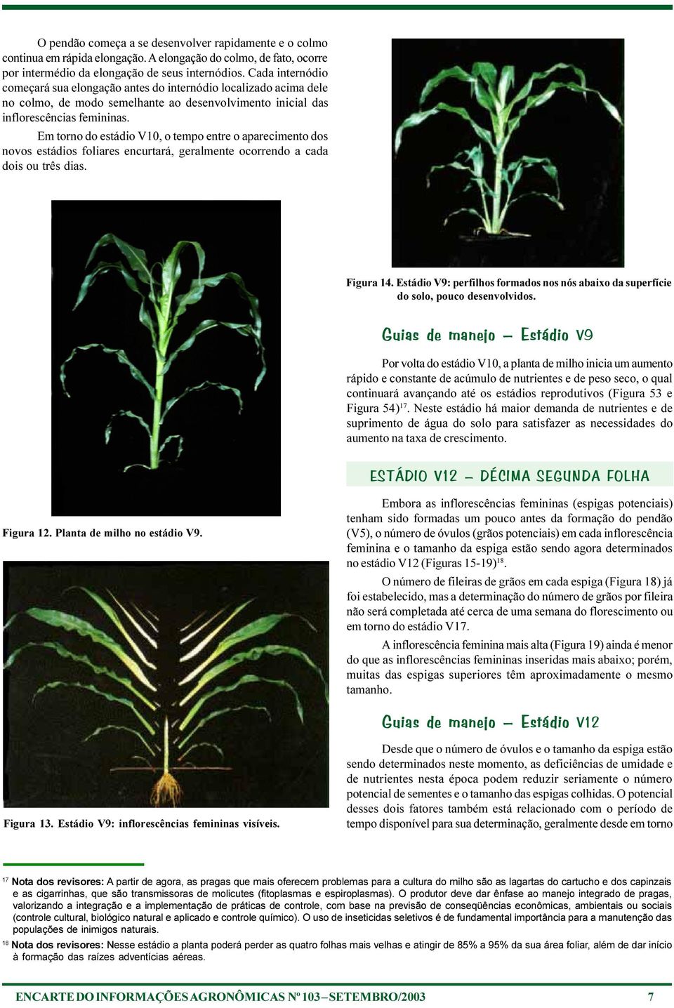 Em torno do estádio V10, o tempo entre o aparecimento dos novos estádios foliares encurtará, geralmente ocorrendo a cada dois ou três dias. Figura 14.