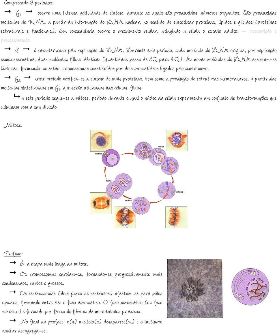 Em consequência ocorre o crescimento celular, atingindo a célula o estado adulto. transcrição e processamento S é caracterizado pela replicação do DNA.