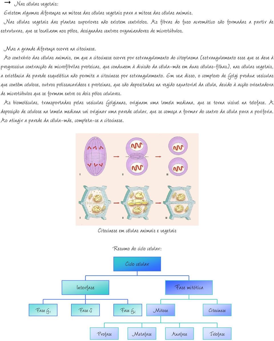 Ao contrário das células animais, em que a citocinese ocorre por estrangulamento do citoplasma (estrangulamento esse que se deve à progressiva contracção de microfibrilas proteicas, que conduzem à