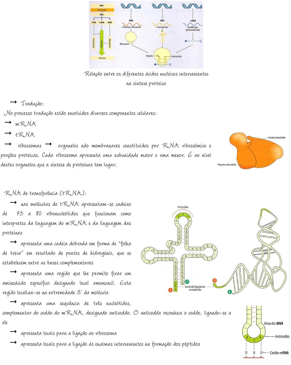 RNA de transferência (trna): nas moléculas de trna apresentam-se cadeias de 75 a 80 ribonucleótidos que funcionam como interpretes da linguagem do mrna e da linguagem das proteínas apresenta uma