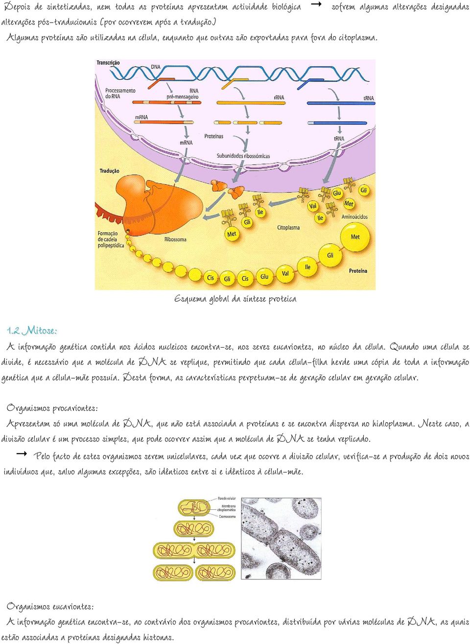 2 Mitose: A informação genética contida nos ácidos nucleicos encontra-se, nos seres eucariontes, no núcleo da célula.