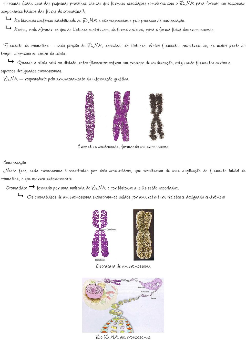 Filamento de cromatina cada porção do DNA, associado às histonas. Estes filamentos encontram-se, na maior parte do tempo, dispersos no núcleo da célula.