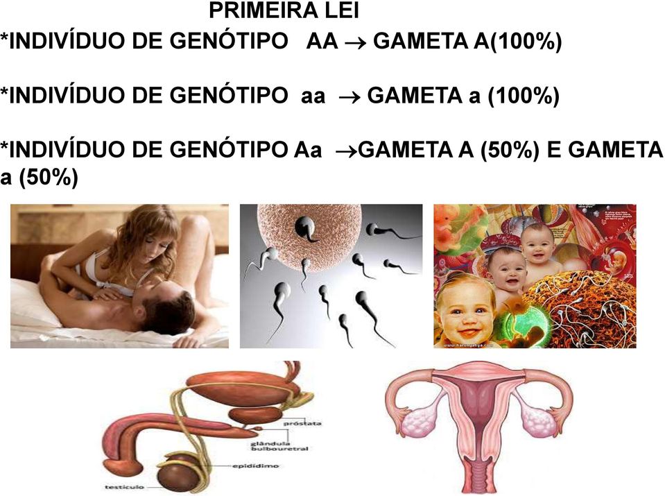 aa GAMETA a (100%) *INDIVÍDUO DE