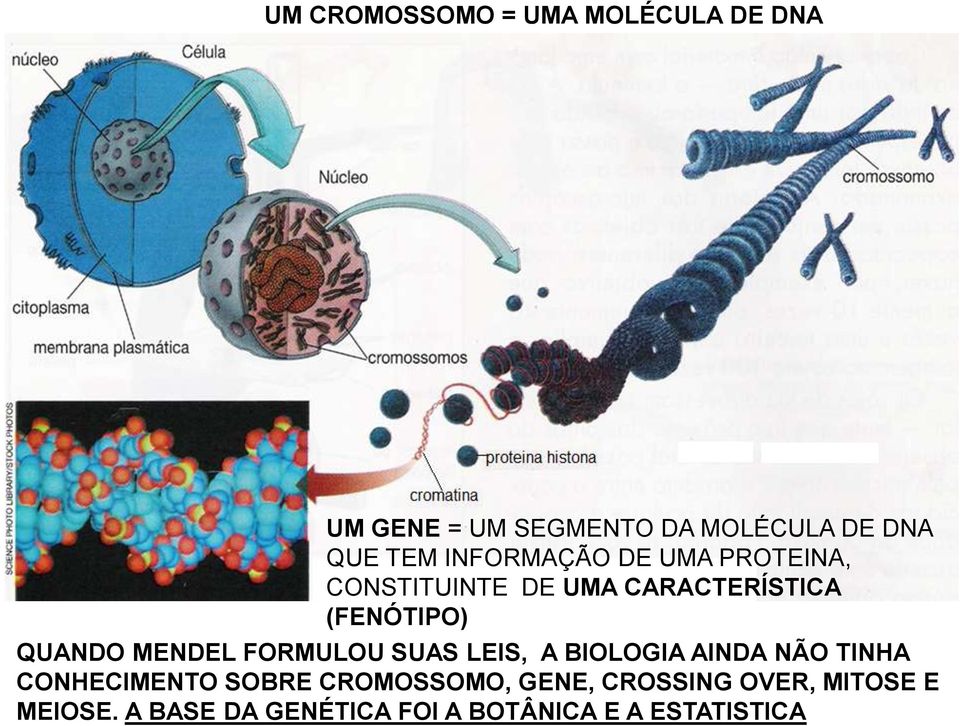 MENDEL FORMULOU SUAS LEIS, A BIOLOGIA AINDA NÃO TINHA CONHECIMENTO SOBRE CROMOSSOMO,