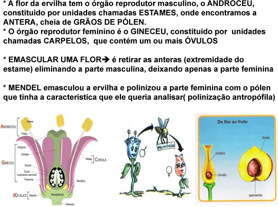 * O órgão reprodutor feminino é o GINECEU, constituido por unidades chamadas CARPELOS, que contém um ou mais ÓVULOS * EMASCULAR UMA FLOR