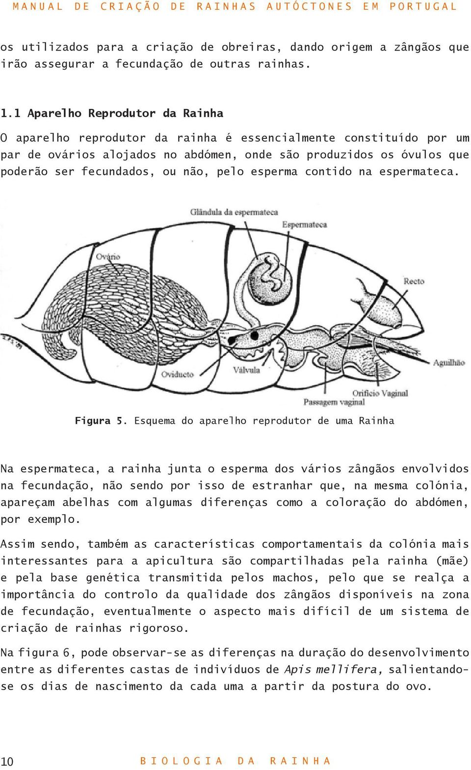 não, pelo esperma contido na espermateca. Figura 5.