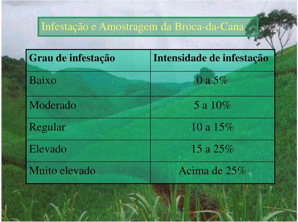 infestação Baixo 0 a 5% Moderado 5 a 10%