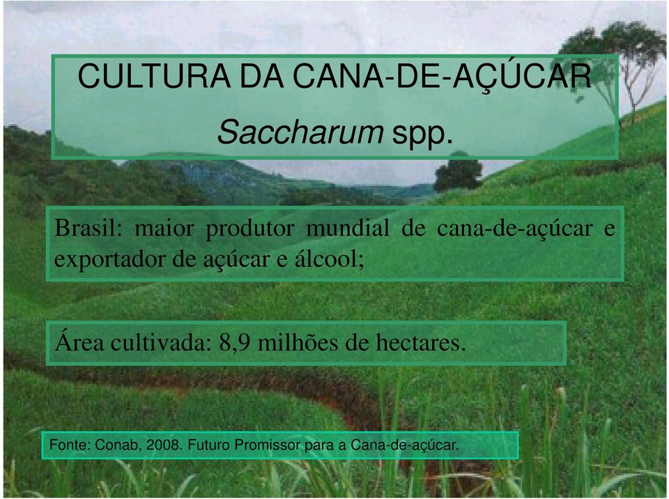 exportador de açúcar e álcool; Área cultivada: 8,9