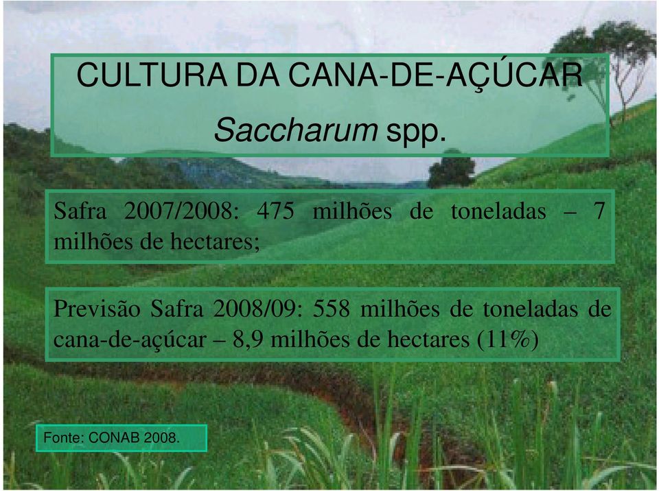 hectares; Previsão Safra 2008/09: 558 milhões de