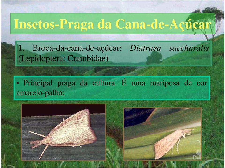 (Lepidoptera: Crambidae) Principal praga da cultura.