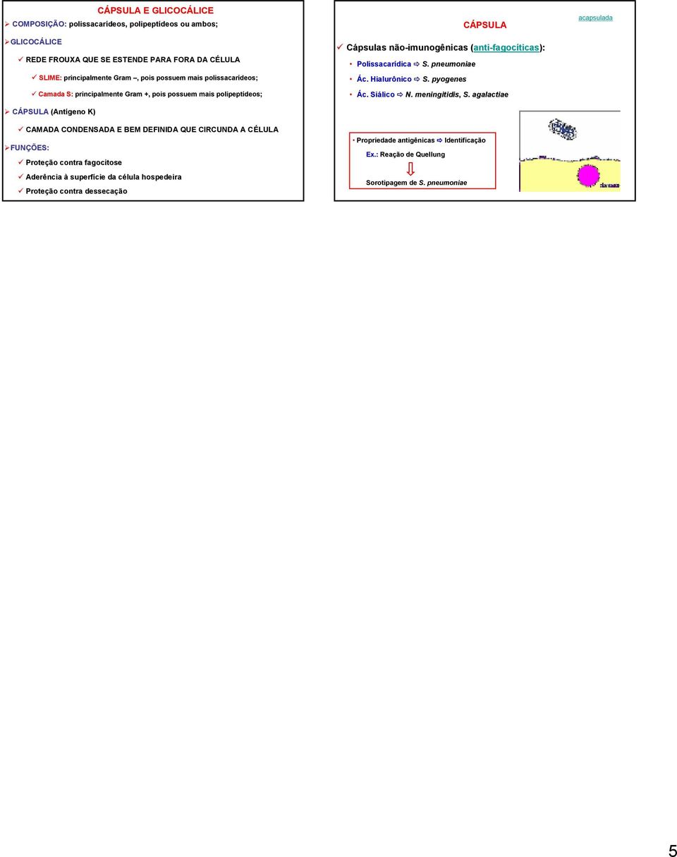 FUNÇÕES: Proteção contra fagocitose Aderência à superfície da célula c hospedeira Proteção contra dessecação CÁPSULA Cápsulas não-imunogênicas (anti( anti-fagocíticas):