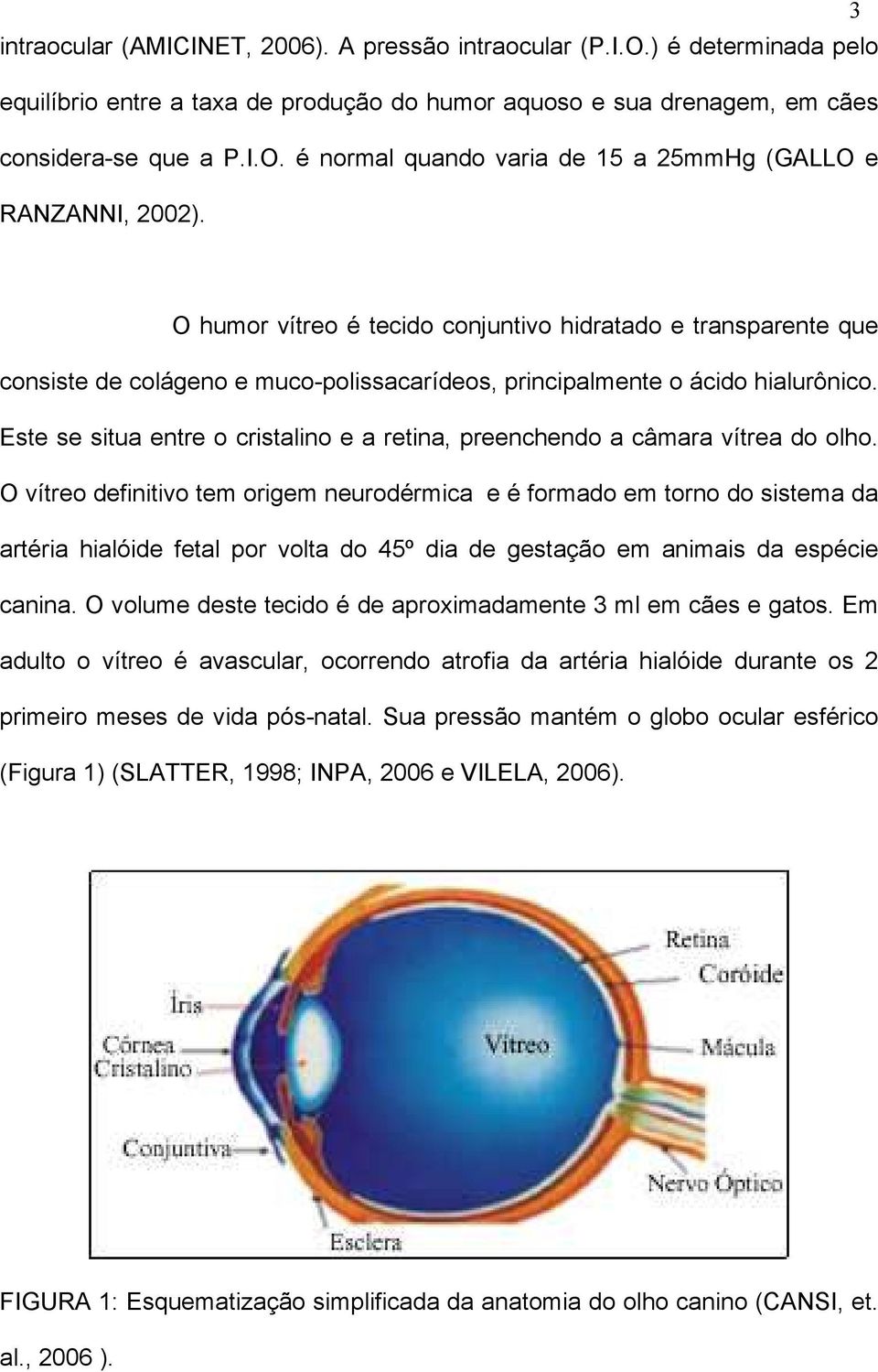 Este se situa entre o cristalino e a retina, preenchendo a câmara vítrea do olho.