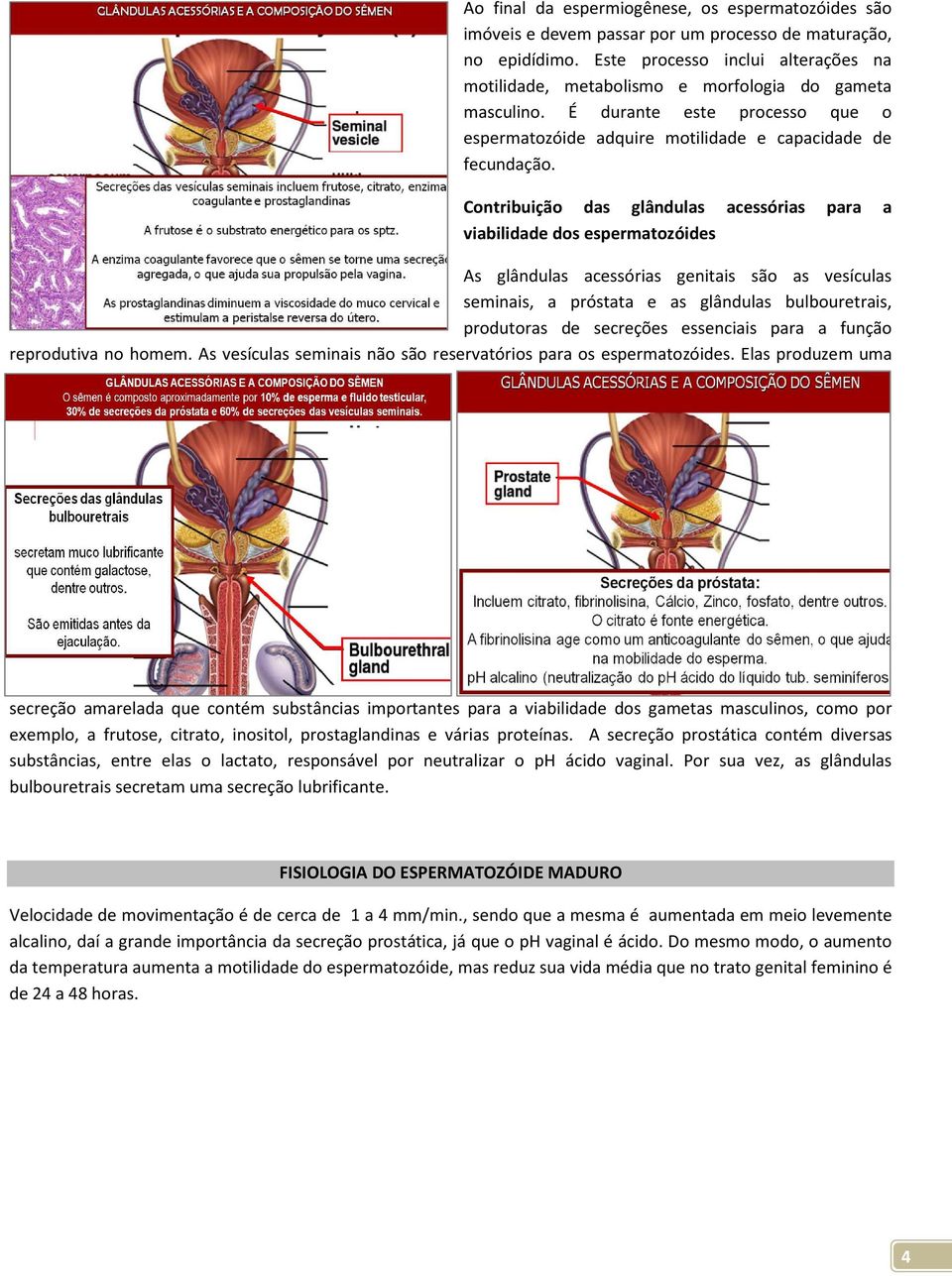 Contribuição das glândulas acessórias para a viabilidade dos espermatozóides As glândulas acessórias genitais são as vesículas seminais, a próstata e as glândulas bulbouretrais, produtoras de