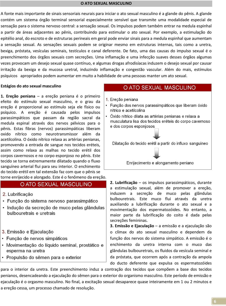 Os impulsos podem também entrar na medula espinhal a partir de áreas adjacentes ao pênis, contribuindo para estimular o ato sexual.