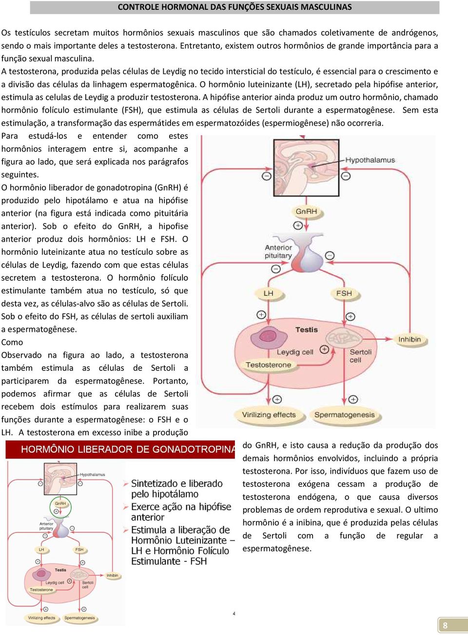 A testosterona, produzida pelas células de Leydig no tecido intersticial do testículo, é essencial para o crescimento e a divisão das células da linhagem espermatogênica.