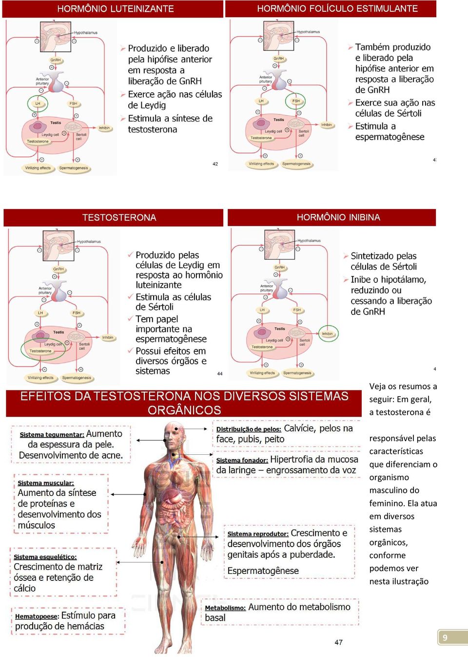 organismo masculino do feminino.