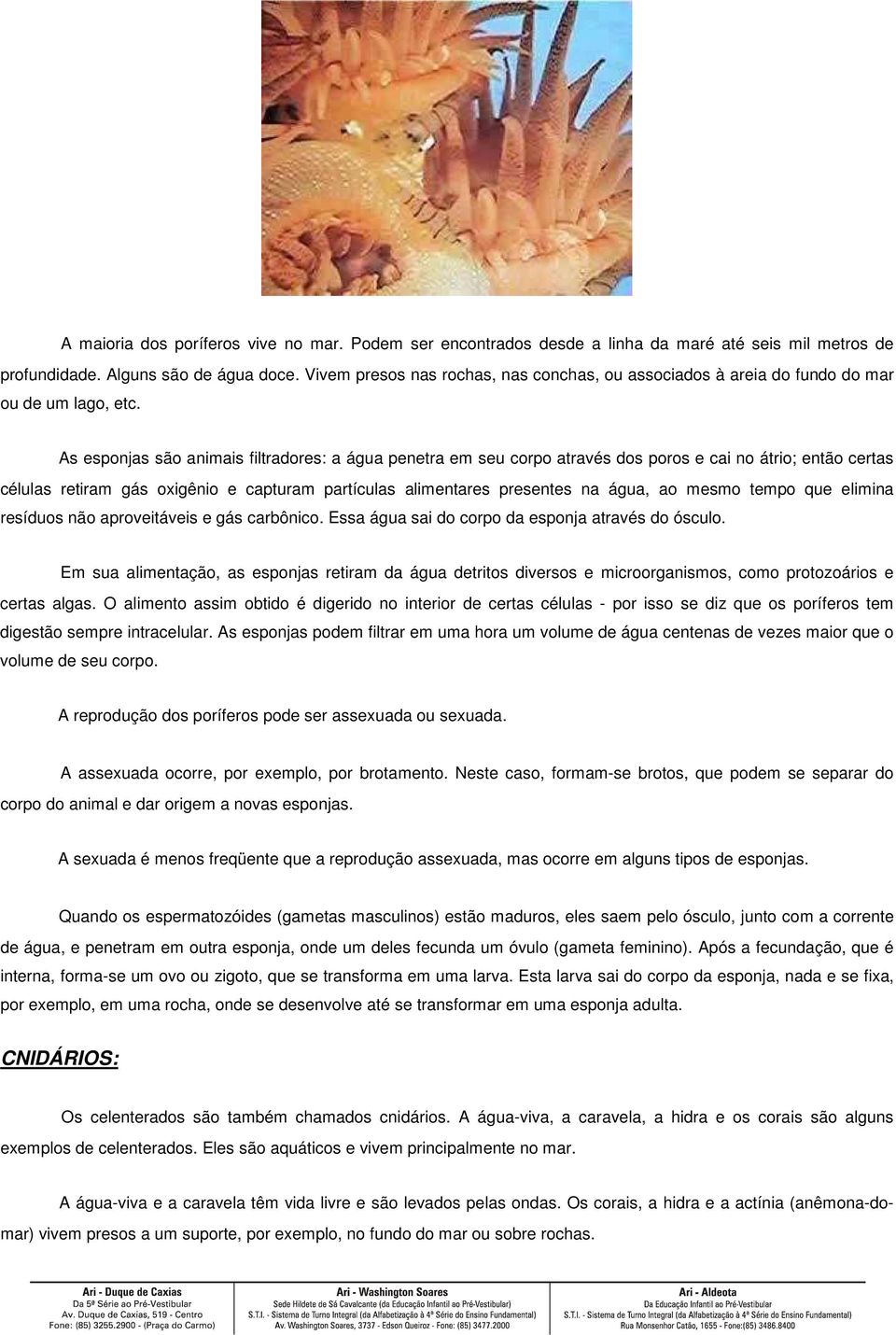 As esponjas são animais filtradores: a água penetra em seu corpo através dos poros e cai no átrio; então certas células retiram gás oxigênio e capturam partículas alimentares presentes na água, ao