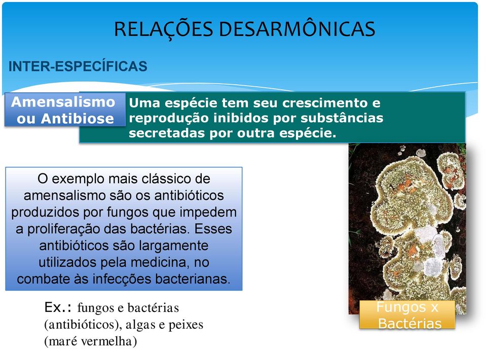 O exemplo mais clássico de amensalismo são os antibióticos produzidos por fungos que impedem a proliferação das