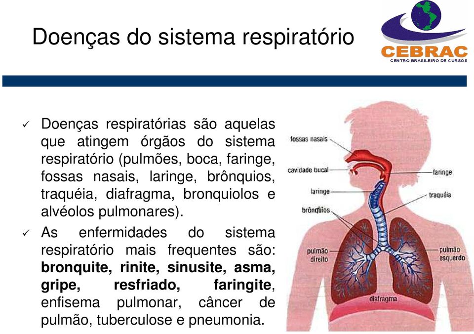 bronquiolos e alvéolos pulmonares).