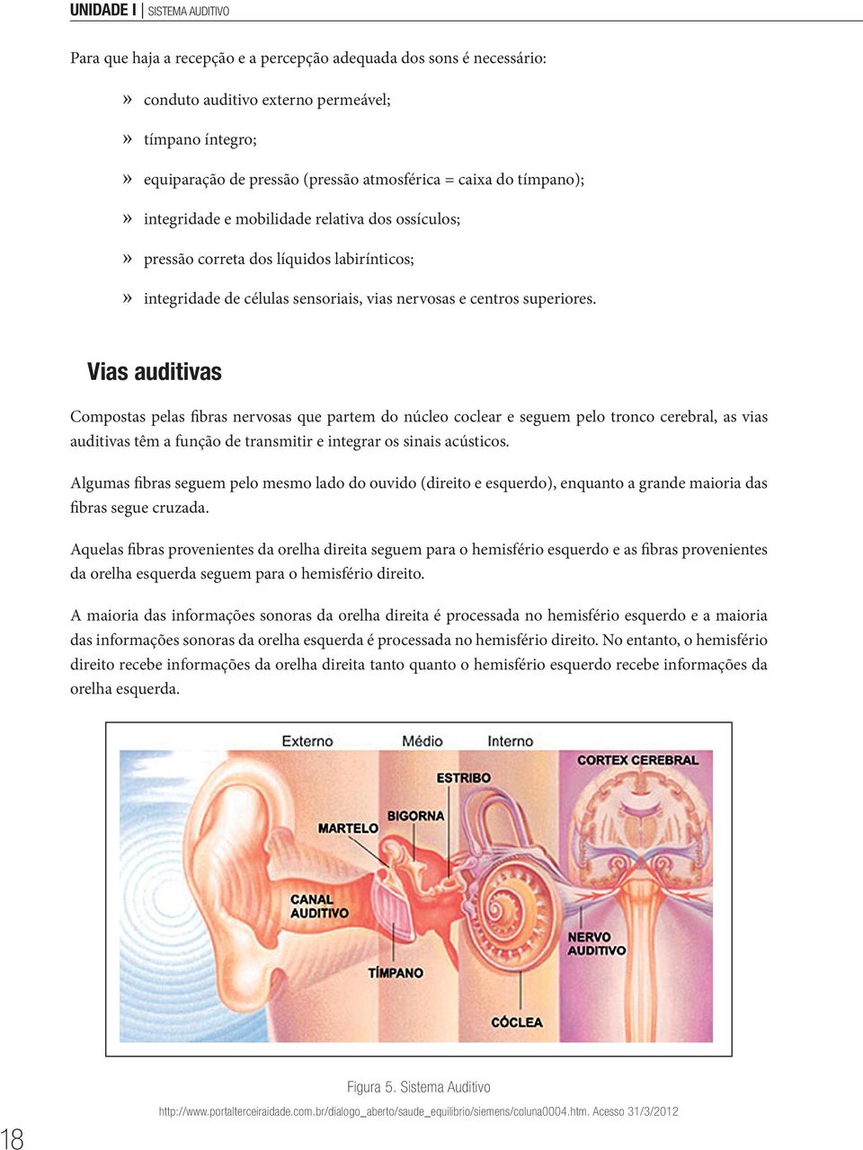 Vias auditivas Compostas pelas fibras nervosas que partem do núcleo coclear e seguem pelo tronco cerebral, as vias auditivas têm a função de transmitir e integrar os sinais acústicos.