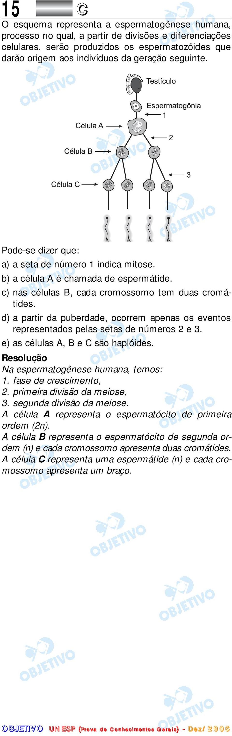 d) a partir da puberdade, ocorrem apenas os eventos representados pelas setas de números 2 e 3. e) as células A, B e C são haplóides. Na espermatogênese humana, temos: 1. fase de crescimento, 2.