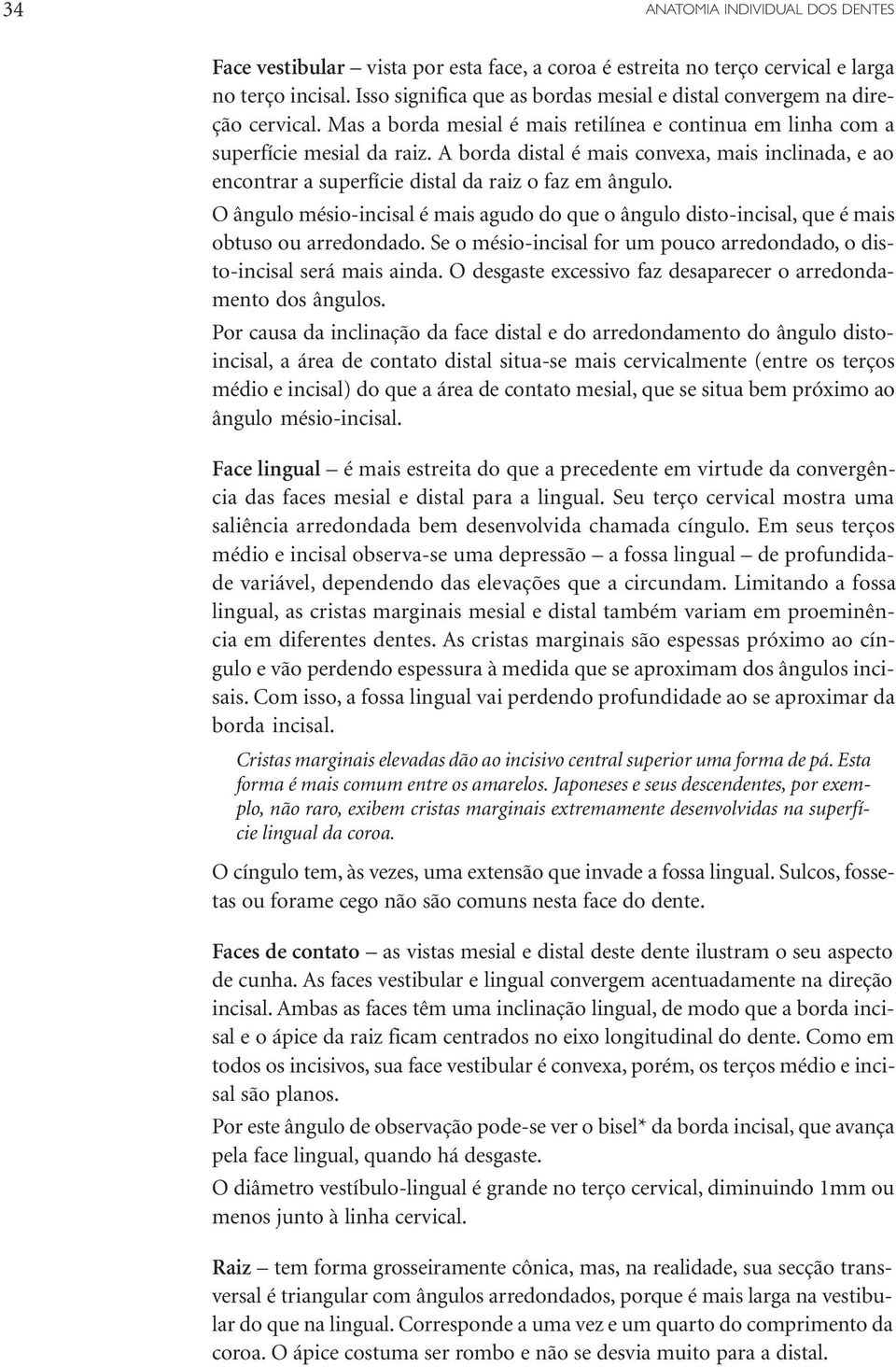 A borda distal é mais convexa, mais inclinada, e ao encontrar a superfície distal da raiz o faz em ângulo.